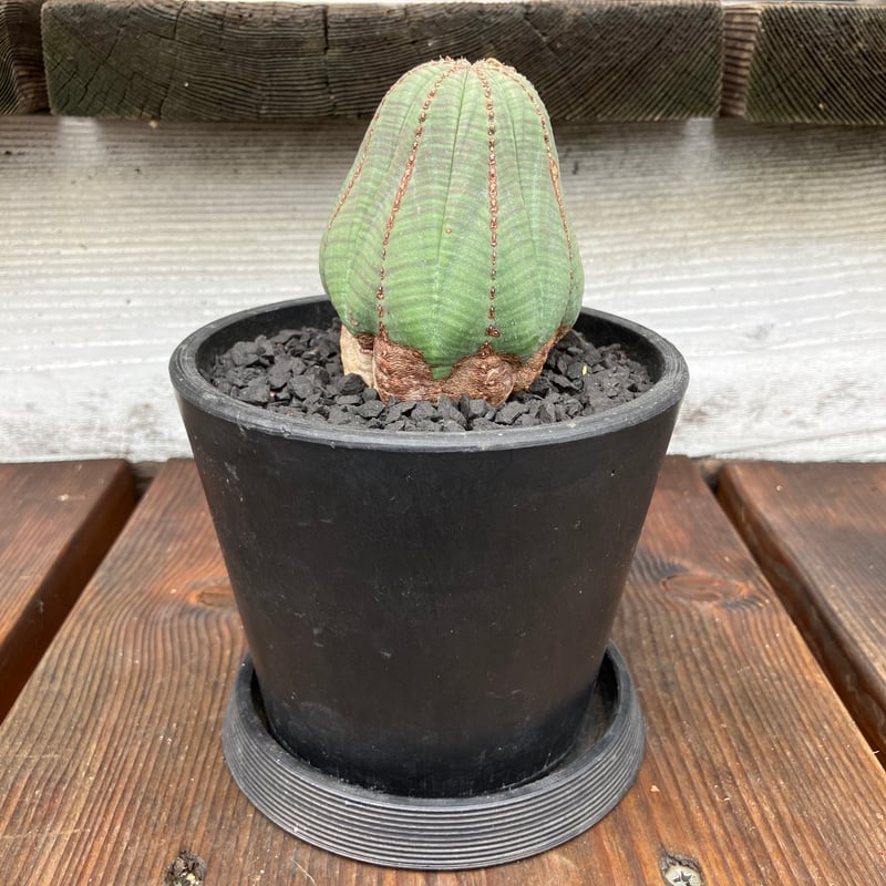 383：ユーフォルビア オベサ | Home&Plants