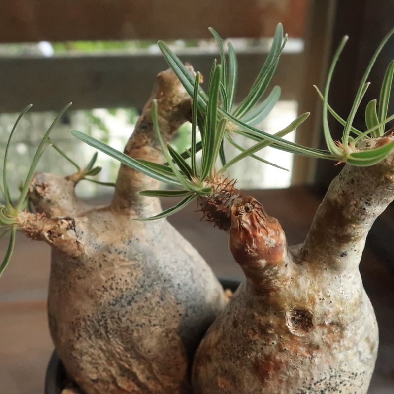 パキポディウム グラキリス 双頭株 | Home&Plants