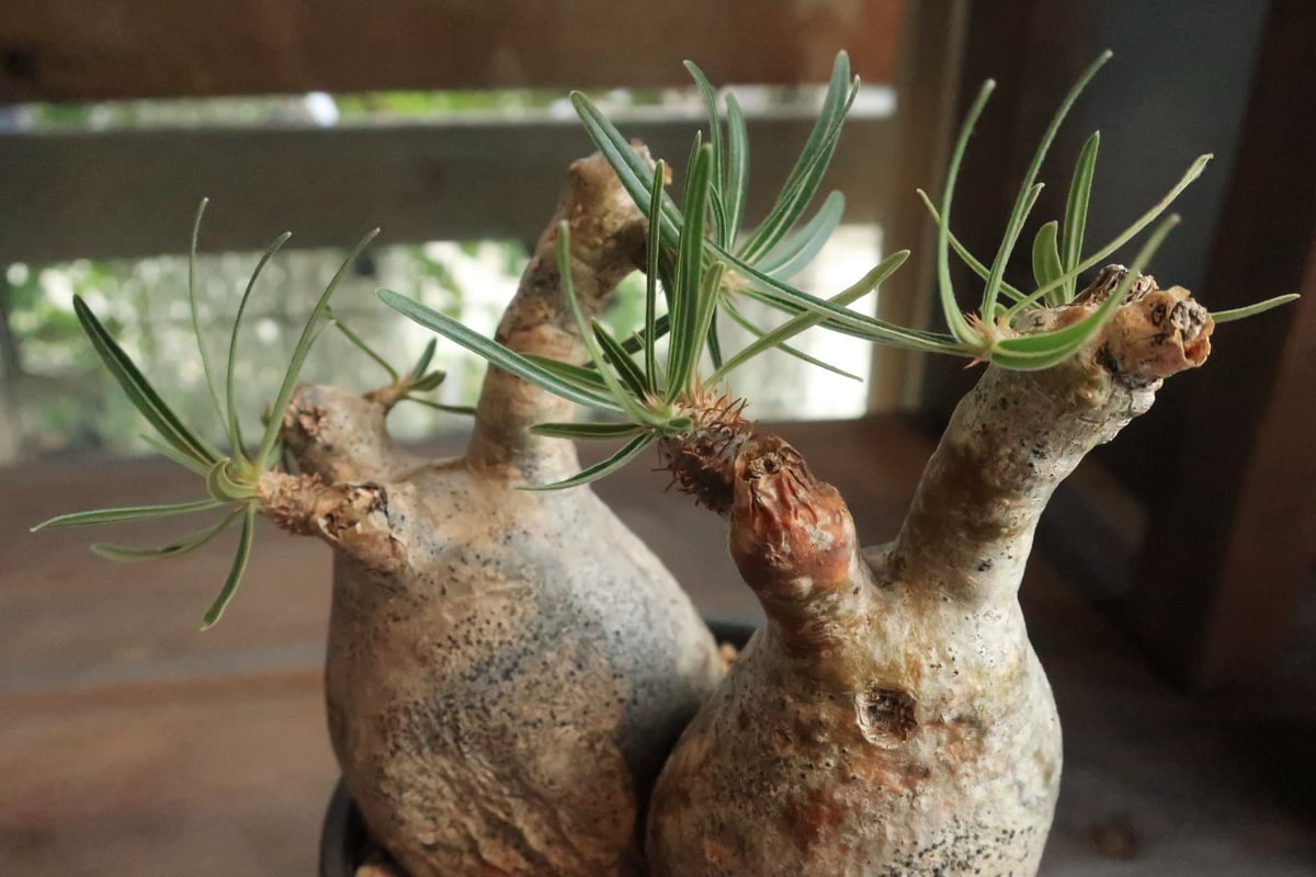 【双頭】パキポデウム・グラキリス パキポディウム グラキリス 双頭株 | Home&Plants