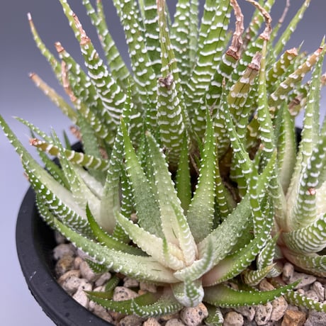 十二の巻 | STORES