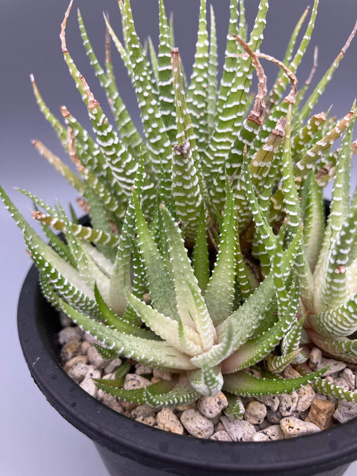 もも ハオルチア 白蝶 ハオルチア白蝶 | RuPo 多肉植物専門店