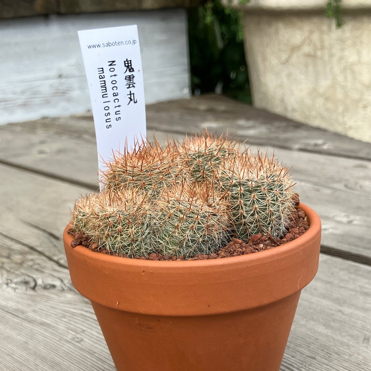 2116：サボテン群生 鬼雲丸(素焼鉢) 3号 | Home&Plants