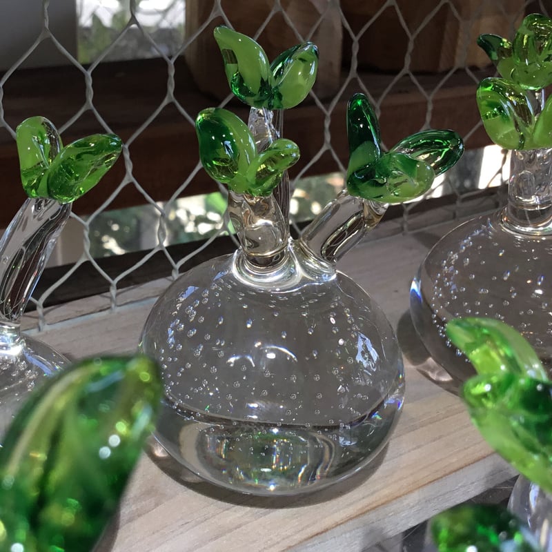 592：硝子 パキポディウム グラキリス ＝再入荷＝ | Home&Plants