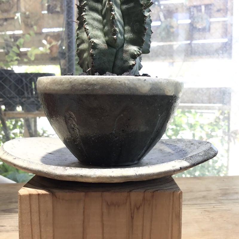 ユーフォルビア・ホリダ goujin鉢付き(AKline) 数量限定販売】多肉植物