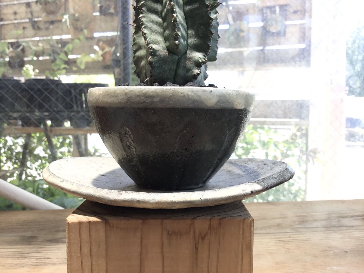 ユーフォルビア ホリダ 鉢植え鉢皿セット | Home&Plants