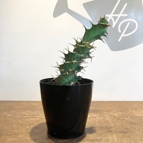 ユーフォルビアトルチラマ | STORES