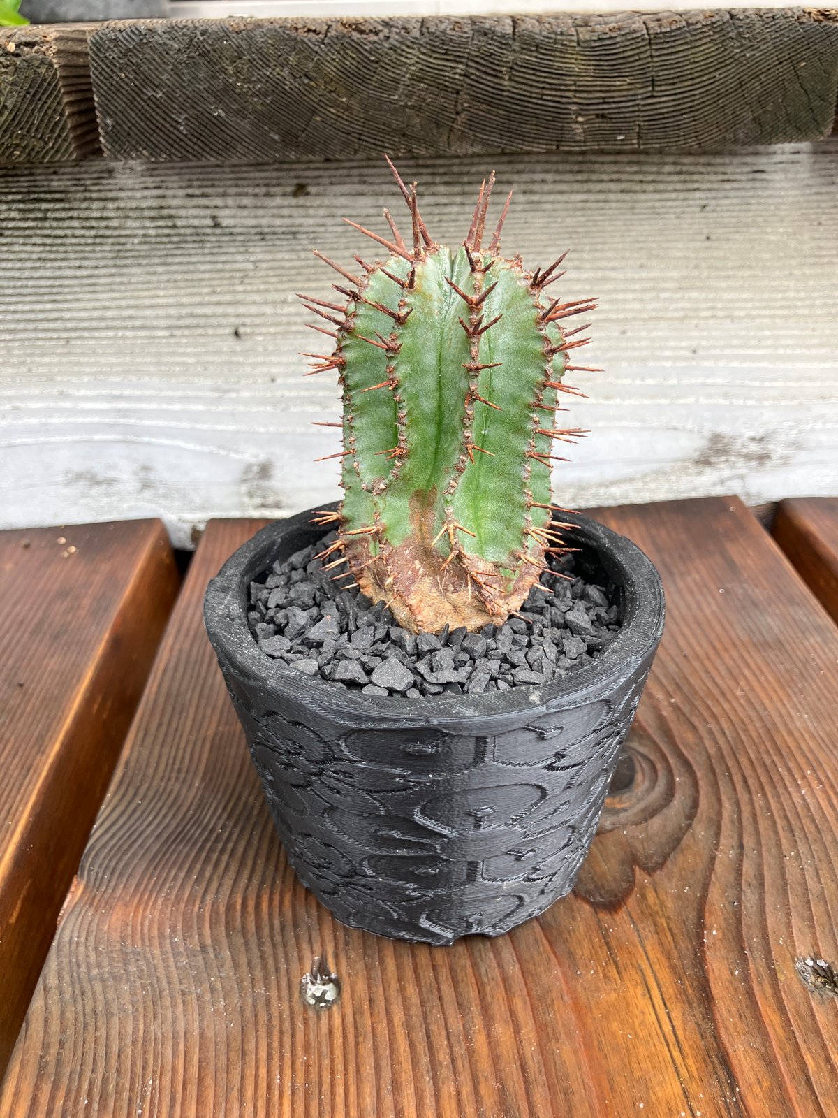 ユーフォルビア ホリダ 3D鉢 HPN① | Home&Plants