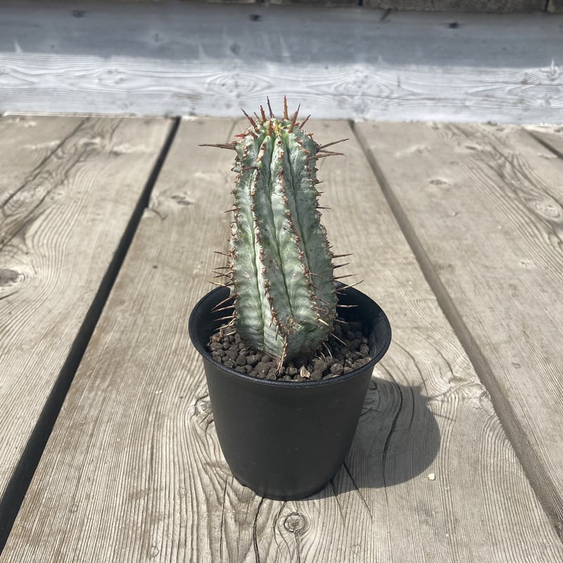 ユーフォルビアホリダ 白衣強棘ホリダ】 Euphorbia horrida ユーフォルビア ホリダ