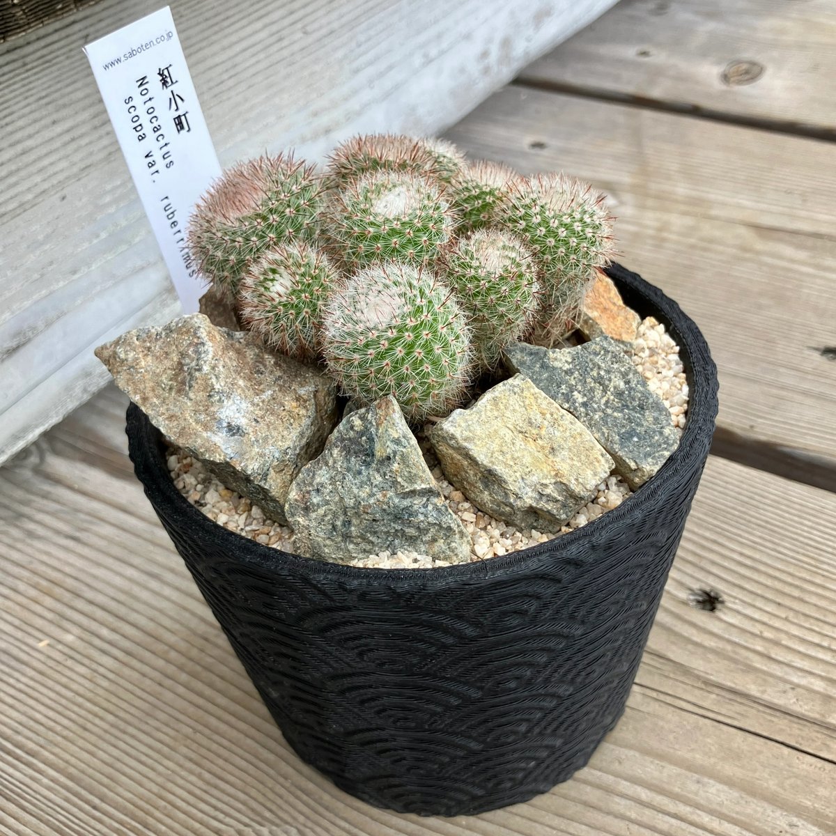 群生サボテン 群生 金鯱サボテン