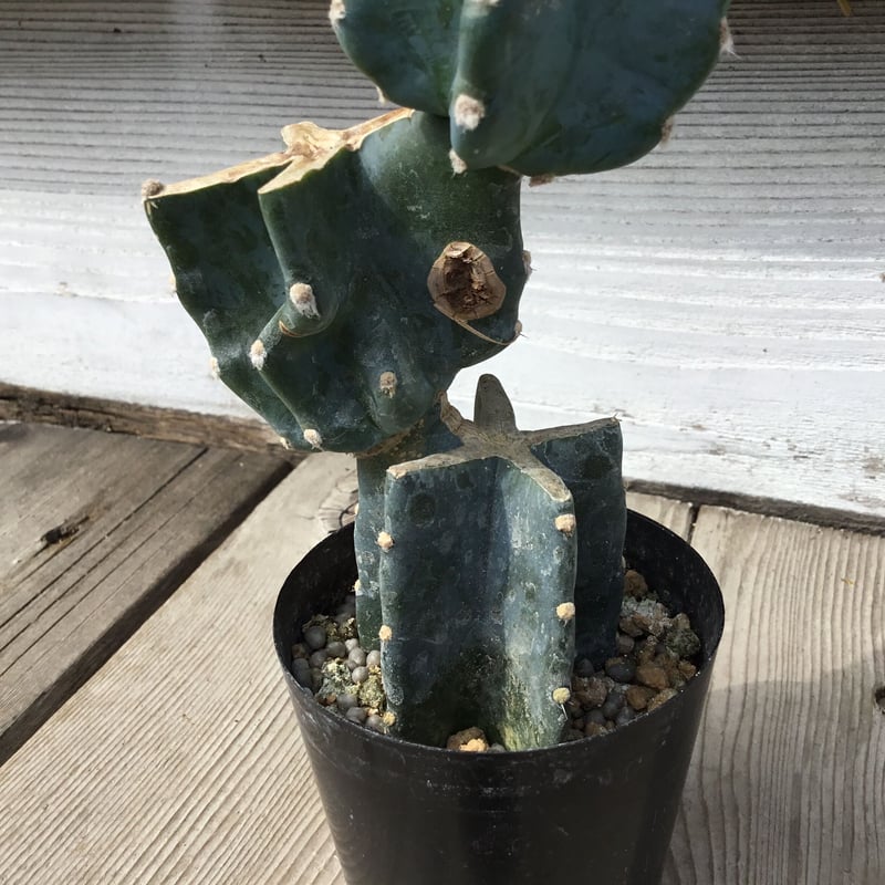 柱サボテン ブランチ 2号 HPN① | Home&Plants