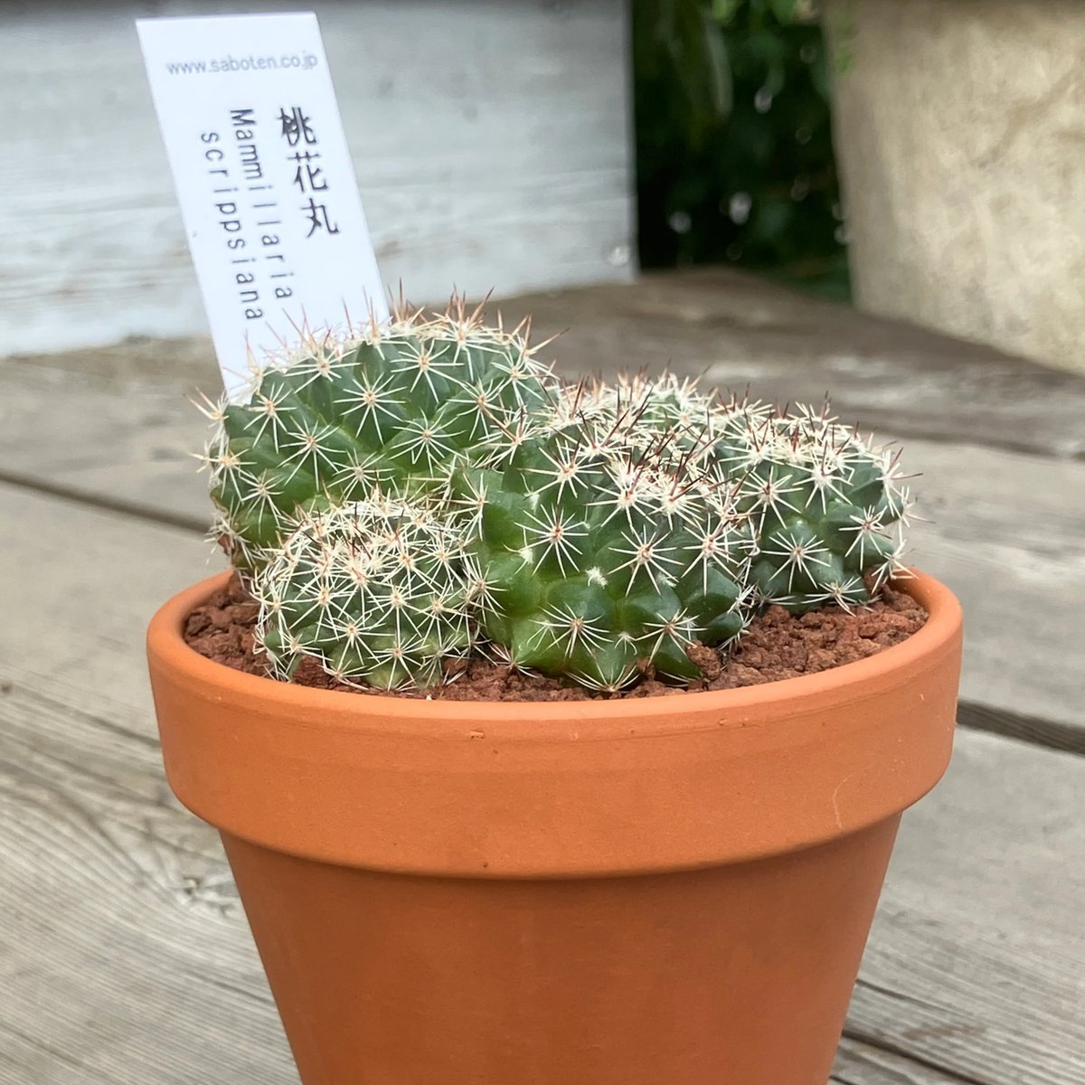 サボテン群生 桃花丸(素焼鉢) 3号 | Home&Plants