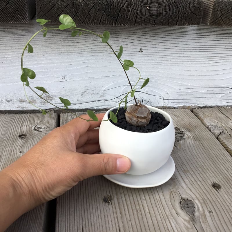 亀甲竜 エレファンティペス 丸鉢 | Home&Plants