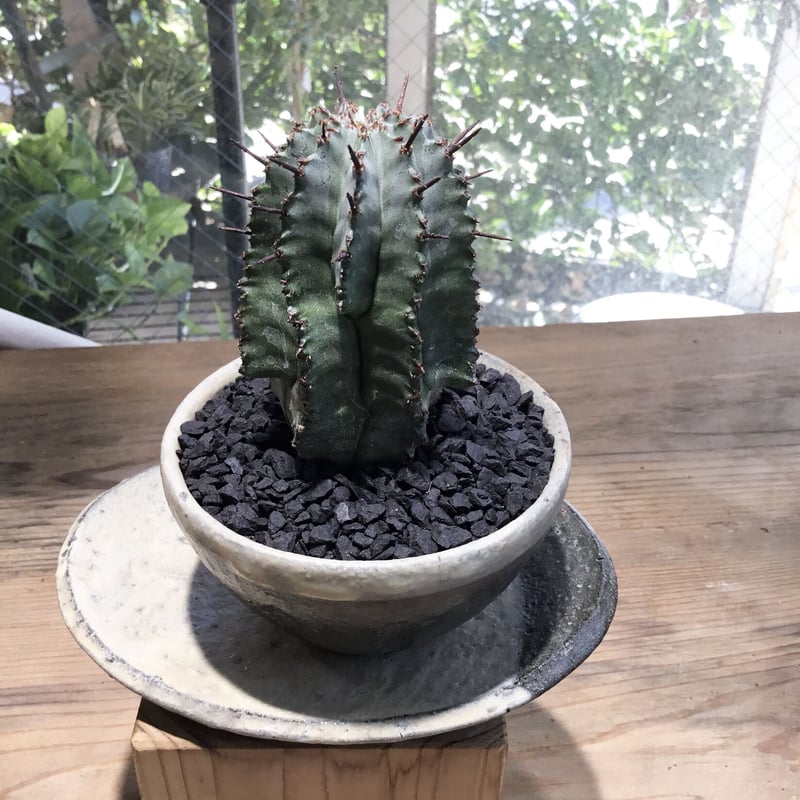 ユーフォルビア ホリダ 鉢植え鉢皿セット | Home&Plants