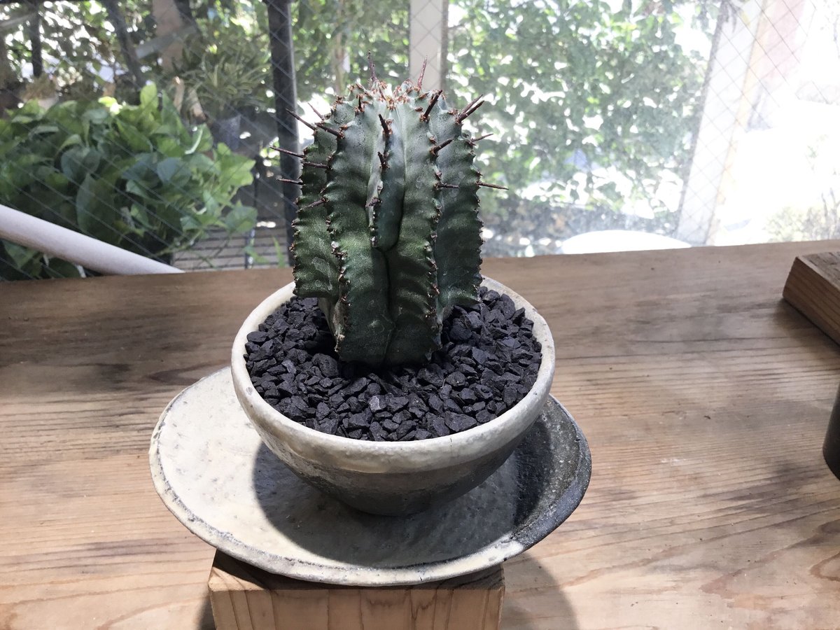 ユーフォルビア ホリダ 鉢植え鉢皿セット | Home&Plants