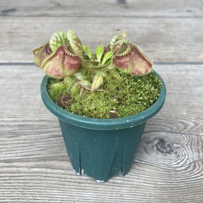 その他観葉植物 Cephalotus follicularis Ebisu Yahoo!オークション - 食虫植物 Cephalotus follicularis Ebisu