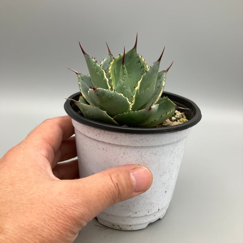 2296：アガベ 雷神錦 15【U-A 1109】 HPN② | Home&Plants