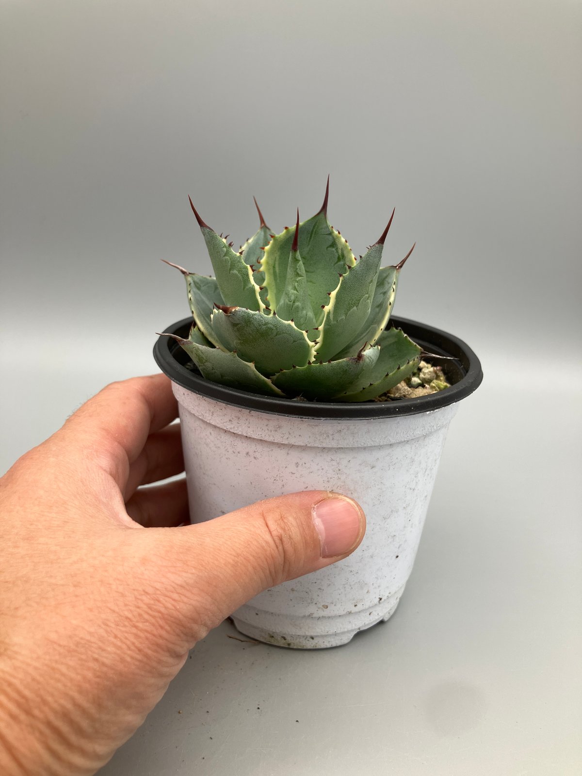 2296：アガベ 雷神錦 15【U-A 1109】 HPN② | Home&Plants