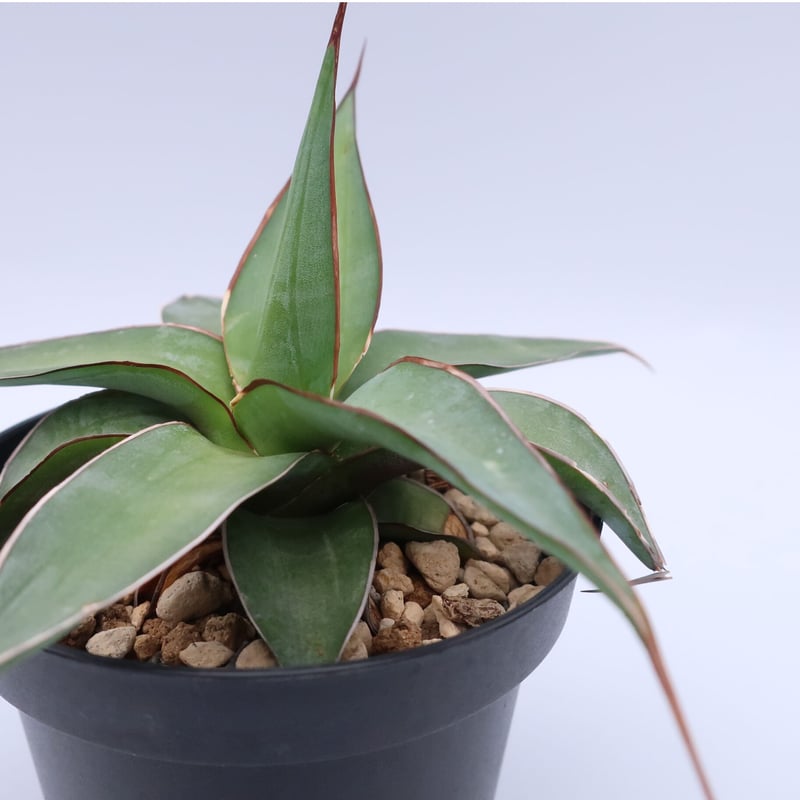 アガベ インプレッサ 3.5号 | Home&Plants