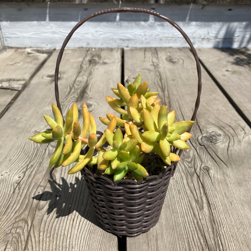 多肉植物そのまま飾れる・:*おでかけバスケット✴︎3コセット✴︎ まる
