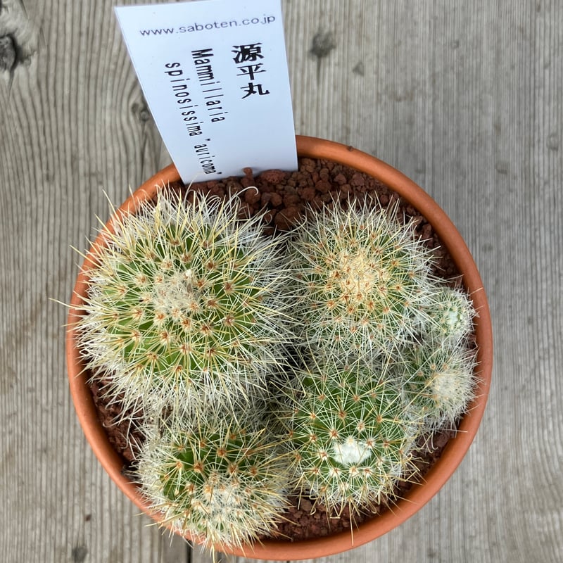 群生サボテン 群生サボテン | Flower KADOYA