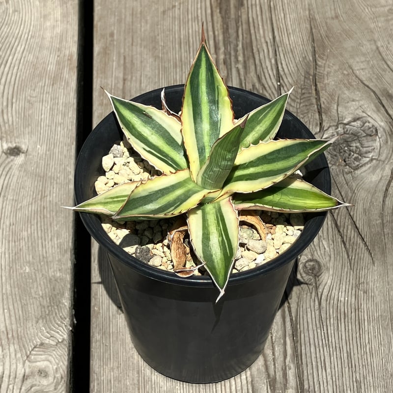 1373：アガベ 五色万代（ごしきばんだい）【U-A】 | Home&Plants