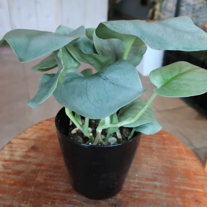 スキンダプサス オルモストシルバー | Home&Plants