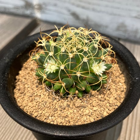 CATEGORY サボテン | Home&Plants