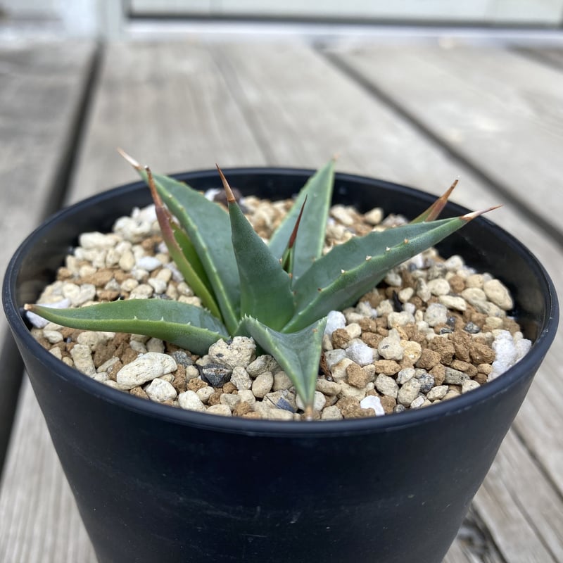 アガベ ユタエンシス カイバベンシス HPN① 2.5号ポット | Home&Plants