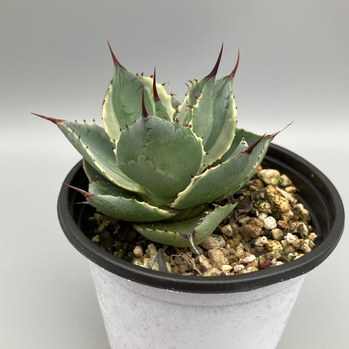 アガベ Ryu 2296：アガベ 雷神錦 15【U-A 1109】 HPN② | Home&Plants