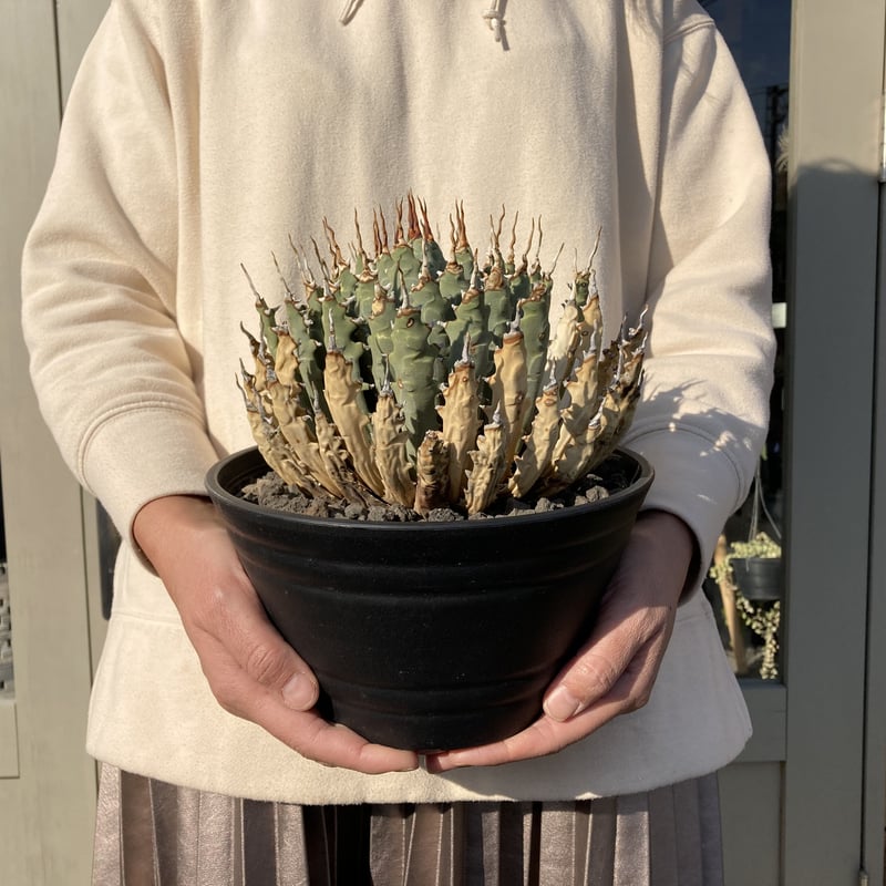 アガベ ユタエンシス エボリスピナ | Home&Plants