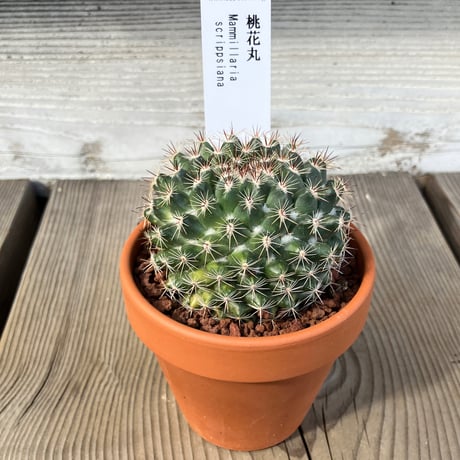 小平丸(実生) CATEGORY サボテン | Home&Plants