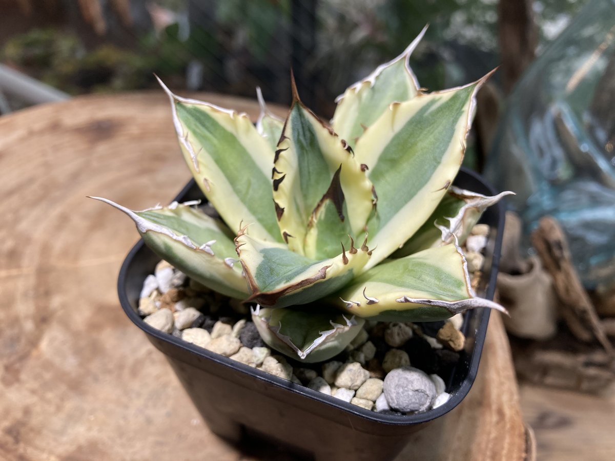 アガベ チタノタ スナグルトゥース 12 アガベ チタノタ スナグルトゥース ST12 | Mellow Yard