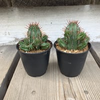 ユーフォルビア ホリダ 鉢植え鉢皿セット | Home&Plants