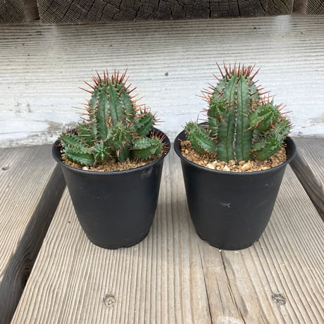 CATEGORY ユーフォルビア | Home&Plants
