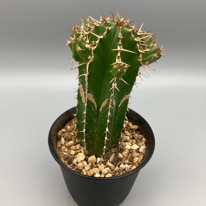 ユーフォルビア 大正キリン 3号 | Home&Plants
