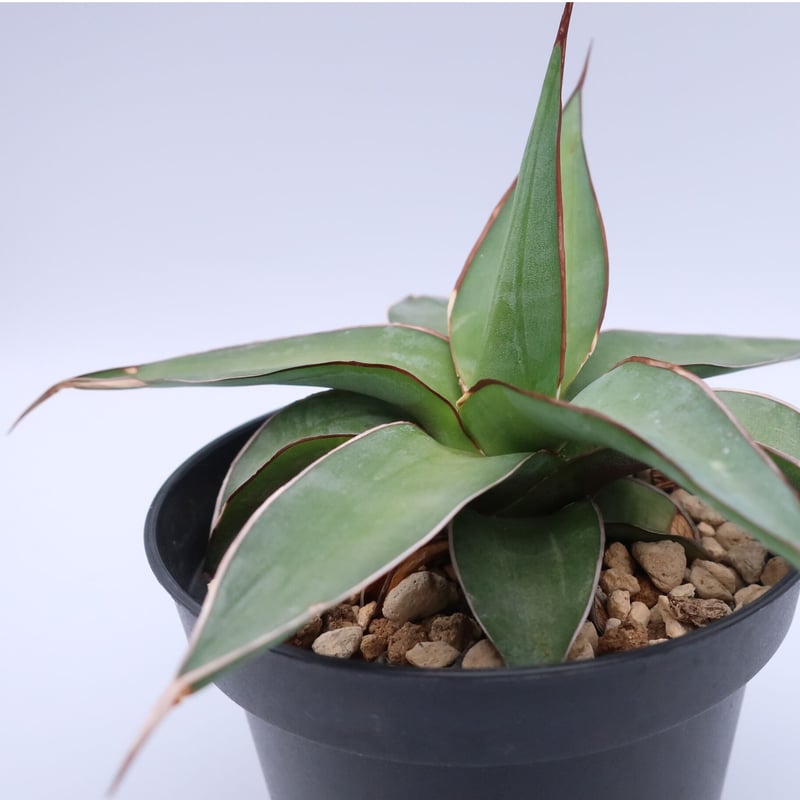 アガベ　インプレッサ PW公式オンラインストア / 【通常商品】アガベ インプレッサ