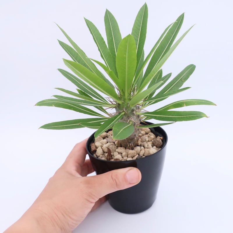 パキポディウム ラモスム 3.5号 ② | Home&Plants