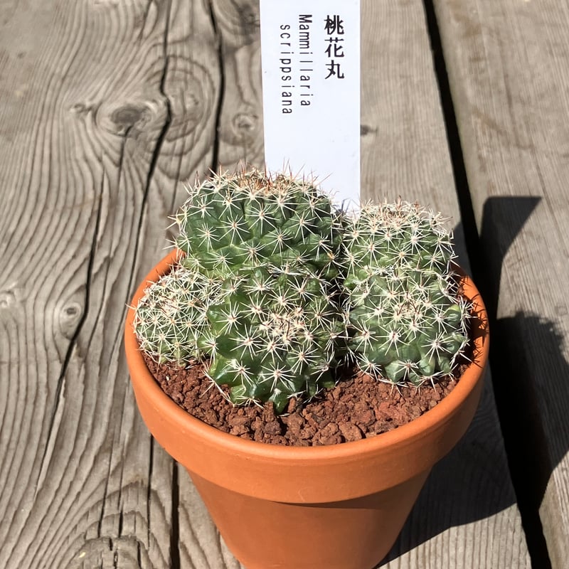 サボテン群生 桃花丸(素焼鉢) 3号 | Home&Plants