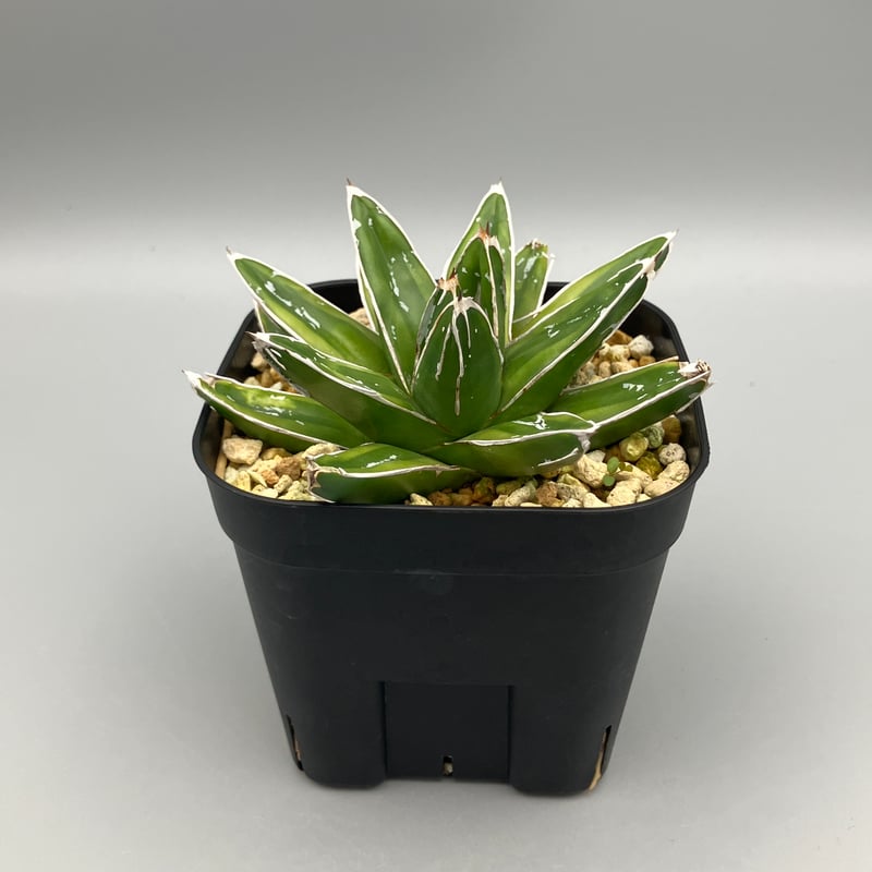 アガベ　輝山 園芸ネット本店｜アガベ：輝山（きざん） 5号陶器鉢植え* の通販【公式】