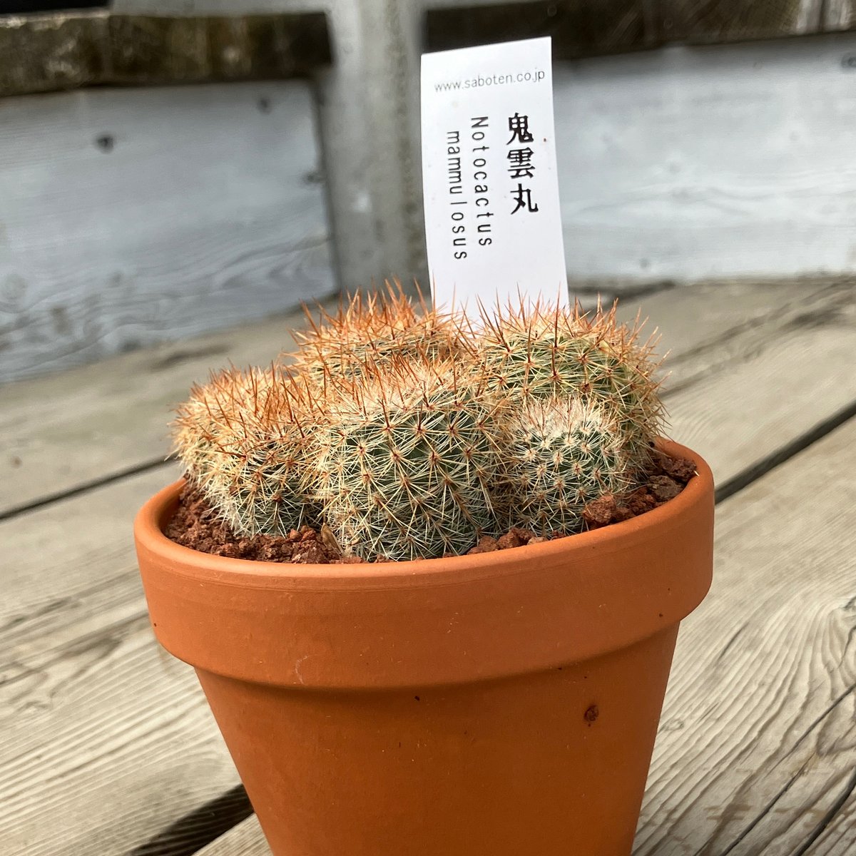 サボテン　魔天竜　新天地　バッテリー　色々60個位　パレット毎発送 fit=scale-down,w=1200