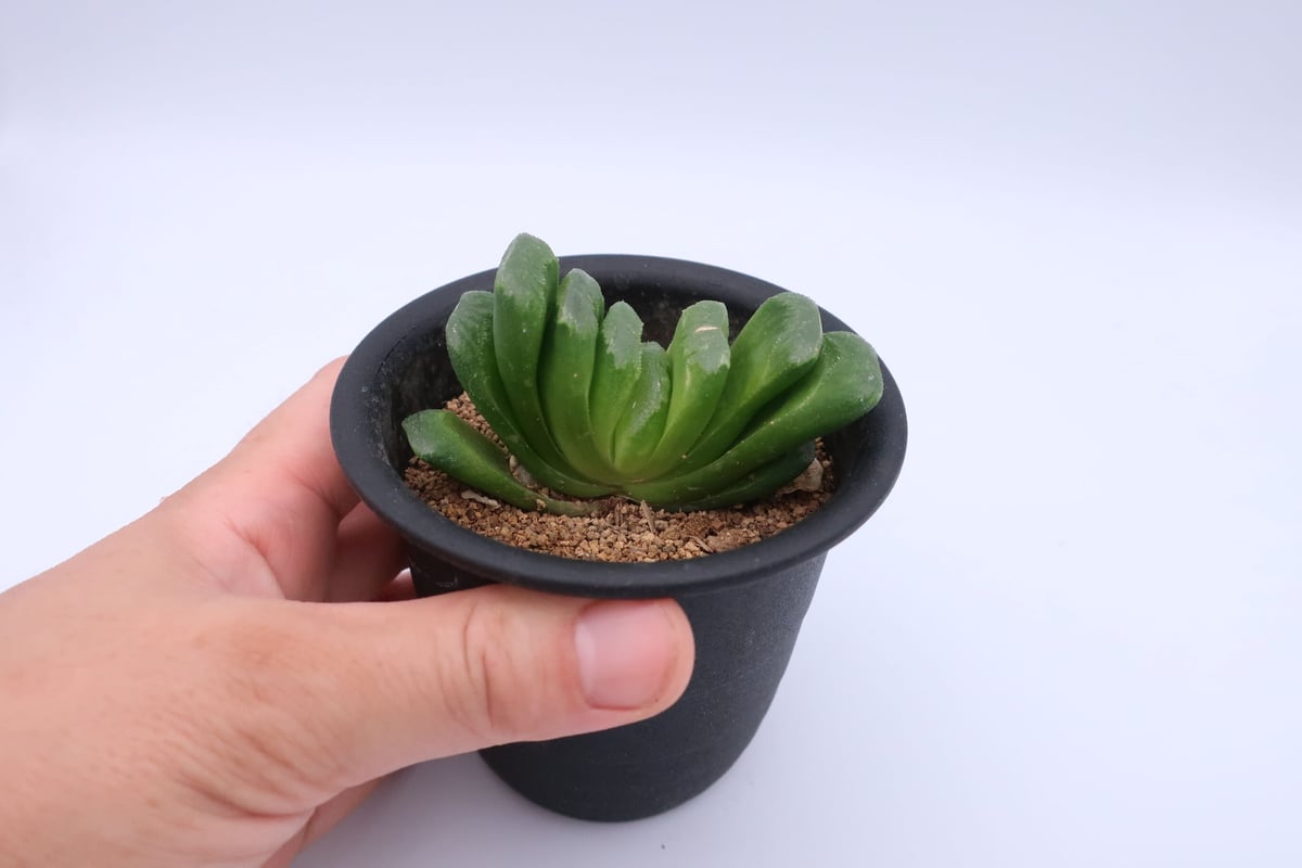 ハオルチア 玉扇 | Home&Plants