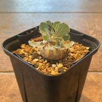 ユーフォルビア ホリダ 鉢植え鉢皿セット | Home&Plants