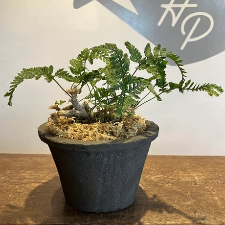 トキワシノブ(和鉢ごと)お写真13枚目7/27撮影(管理No.20) 473434-1.jpg