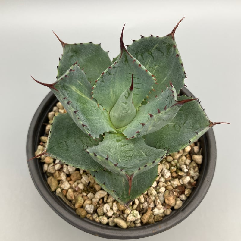 2297：アガベ 風雷神錦【U-A 1109】 HPN② | Home&Plants