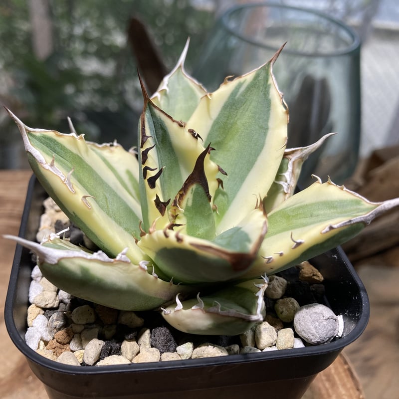 【プランツレター】アガベ オテロイ スナグルトゥース US カリフォルニア直輸入 プランツレター】アガベ オテロイ スナグルトゥース US