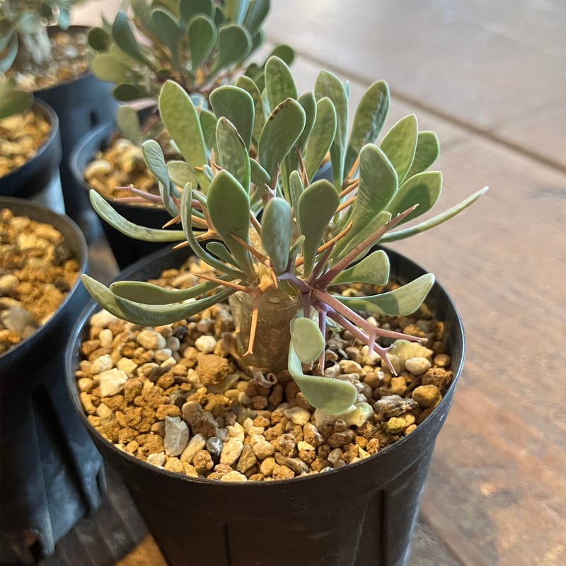 輸入苗】ユーフォルビア フィリプシオイデス ※0901 タコモノ