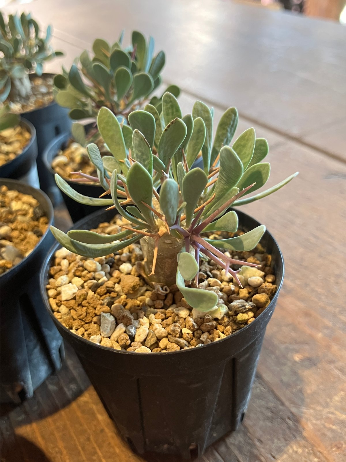 2351：オトンナ ユーフォルビオイデス '22年式【MB】 | Home&Plants