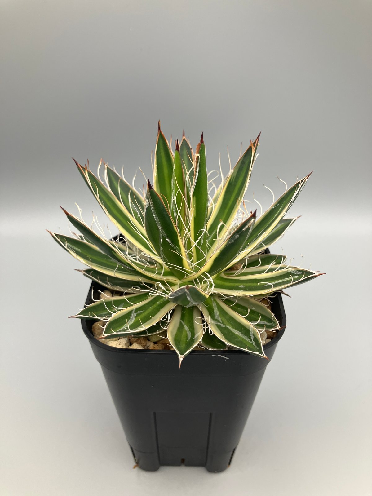 アガベ 姫乱雪錦【U-A】 | Home&Plants