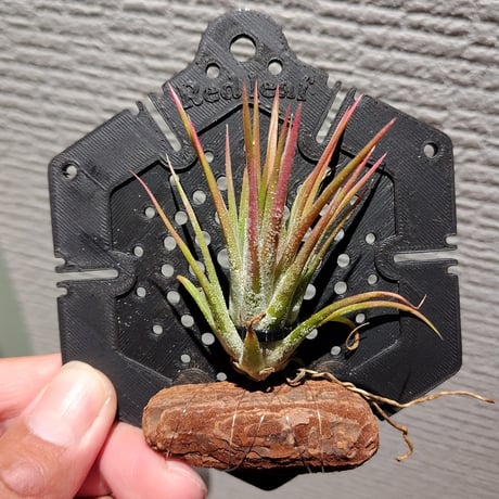 ３Ｄプリンター植物着生板 『六角』タイプ