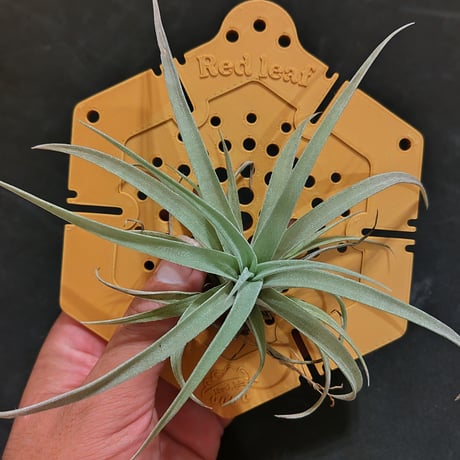 ３Ｄプリンター植物着生板 『六角』タイプ